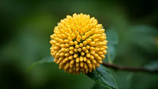 The Monsoon Flower Everyone Wants