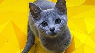 India's pet care market hits new highs