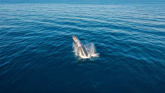 Dive Deep: 4 Incredible Global Destinations to Swim Alongside Humpback Whales