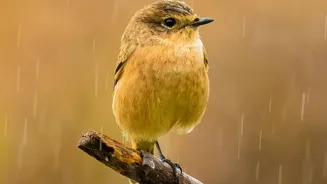 Monsoon Dampness: Simple Ventilation And Cleaning Habits To Follow