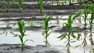 How Rainfall Shortfalls Can Travel From Farms To Markets