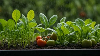 The Best Rainy-Season Vegetables For Small Gardens