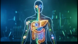 A Save-Worthy Guide to Organ-To-Organ Protein Signals, Fat, Liver and Immune Messaging and Practical Choices
