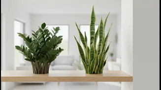 Indoor Plants That Reward You With Minimal Care