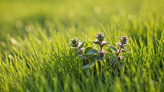 Conquering Creeping Charlie: Your Ultimate Guide to Eradicating Lawn Invaders