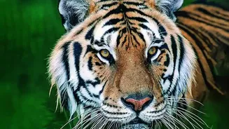 Two-Hour Ranthambore Safari Demand: The Practical Meaning Of Transparent Advance Reservations