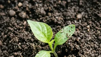 Nurture balcony soil this November