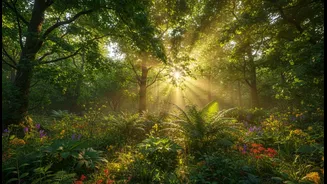 India's Future Vegetation Growth Forecasts Offers A Practical Route Towards More Balanced Climate Interpretation