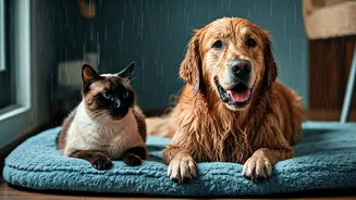 Monsoon Pet Care Is A Health Priority