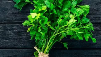 Fresh Cooking Herbs You Can Grow On Low-Light Balconies This Monsoon
