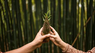Newlyweds Choose Central India Bamboo Forests For Honeymoons
