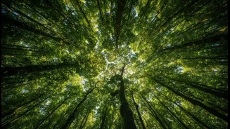 Carbon Sink Potential Adds Economic Relevance To Protecting India's Western Ghats
