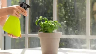 How to mist your plants the right way