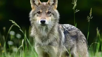 Europe's Wolf-Watching Growth Depends on Keeping Encounters Ethical