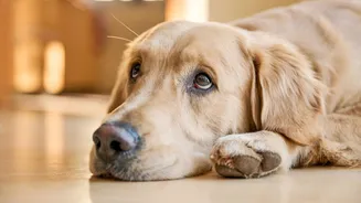 Pet doente ou sem energia? Saiba como fazer uma limpeza espiritual no animal