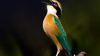 The Birdsong Study Identifies Acoustic Motifs, Not Words or Meanings