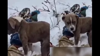 'Best Friend': Loyal Pit Bull Refuses To Leave Dead Owner's Body In Biting Himachal Cold | Video