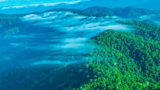 A Billion-Hectare Forest Goal Is Still Far From Being Achieved