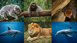 Sleepyheads: 5 Animals Who Prioritize Naps