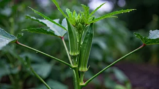 Rainy Season Gardens Need Fast-Growing Okra Plants