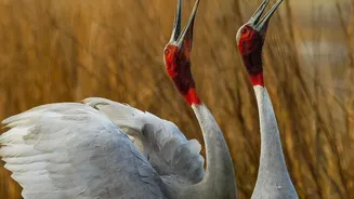How New Ramsar Additions Safeguard Critical Stopover Habitats For International Migratory Birds