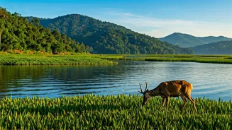 Loktak Lake: Manipur's Jewel & The World's Only Floating National Park