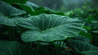 Dense Rainy-Season Growth Can Raise Pest and Fungal Risk