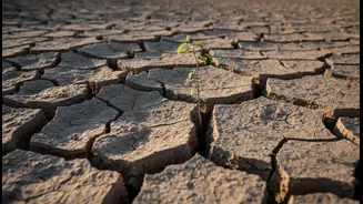 Why More Context Is Needed around Bengaluru's Rain-Fed Planting Window, Not More Hype