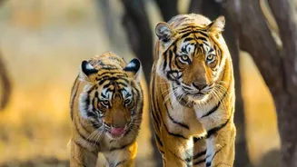 Budget Overnight Rail Routes Connect Young Backpackers Directly To Famous Tiger Parks