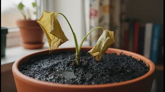 Do Not Repot A Struggling Plant Into Another Water-Holding Soil Mix