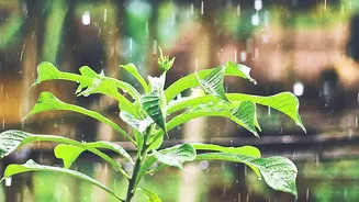 How Indian Home Gardeners Can Adapt Plant Care For Monsoon
