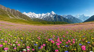 Alpine Meadows In Uttarakhand Prepare For Breathtaking Floral Bloom