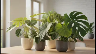 Monsoon Plant Care Gets Easier With These Picks