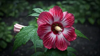 Hibiscus Adds Festival Colour To Wet Gardens