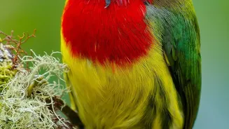 The World's Migratory Birds Are Facing a Broad Conservation Setback
