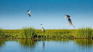 Unveiling India's Iconic Wetlands: Nature's Treasures