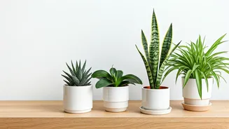 Breathe Easy: 10 Air-Purifying Home Hacks