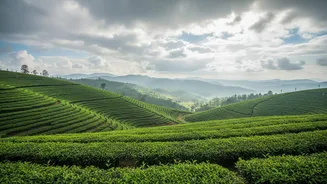 Rain Alert Before Your Trip? How To Decide Whether To Go