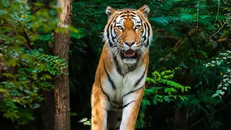 Budget Rail Circuit Passes Open Central India’s Tiger Reserves To Young Solo Backpackers