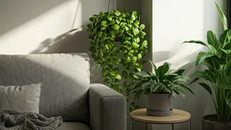 Turn Rental Spaces Into Cozy Reading Alcoves With Money-Plants