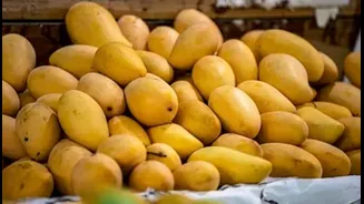 “One Day They’re Perfect, Next Day They’re Mushy”: Study Reveals Mangoes Need “Right Coolness” to Store in Summer