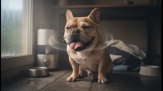 Indoor Pet Overheating in Humid Homes: Shade Alone May Not Protect Flat-Faced