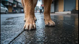 Wet Paws Can Make Monsoon Walks Uncomfortable For City Dogs