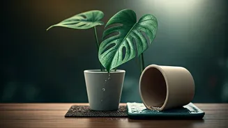 Indoor Plants Love Humidity But Hate Waterlogging