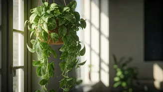 Trailing Pothos Hanging Baskets Are Trendy Space Saving Decor Additions