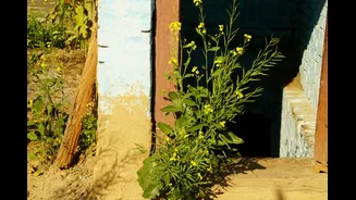 Winter Vegetable Gardening Tips for Indian Homes