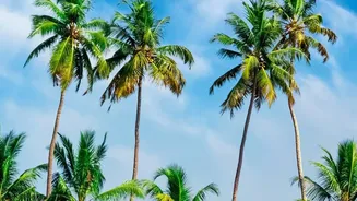 Kumarakom Homestays Give Travellers Peaceful Backwater Access At Fraction Of Cost