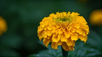 Celebrate Puthandu 2026: Heartfelt Tamil New Year Wishes & Inspiring Quotes