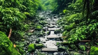 Changing Rainfall Could Influence Forest Biodiversity Across India, Study Suggests