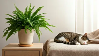 Boston Ferns Give Pet Homes A Wellness Feel